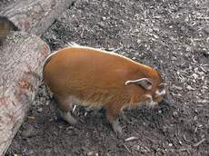 Pinselohrschwein.jpg